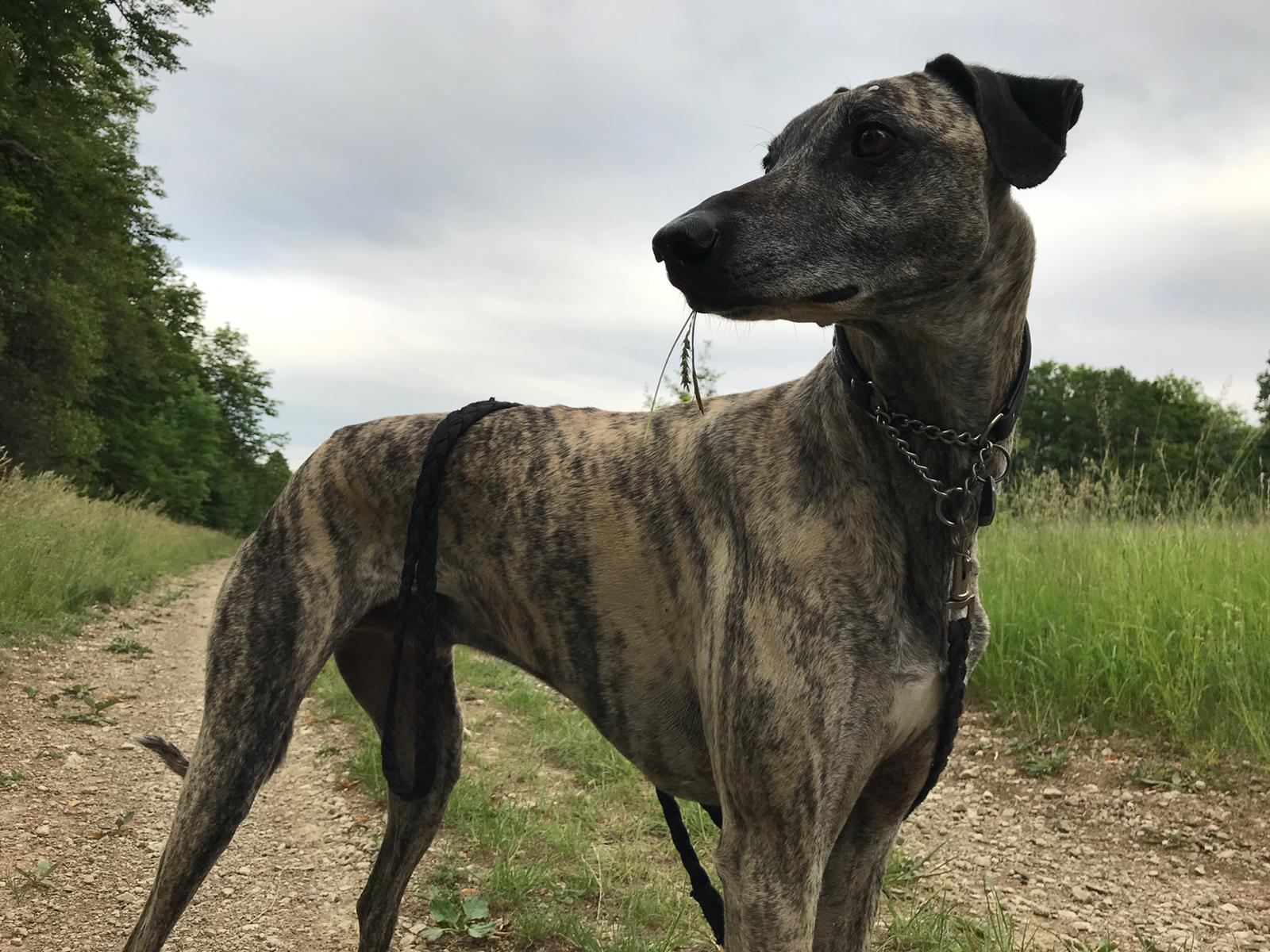 Aziz, der Sloughi-Prinz